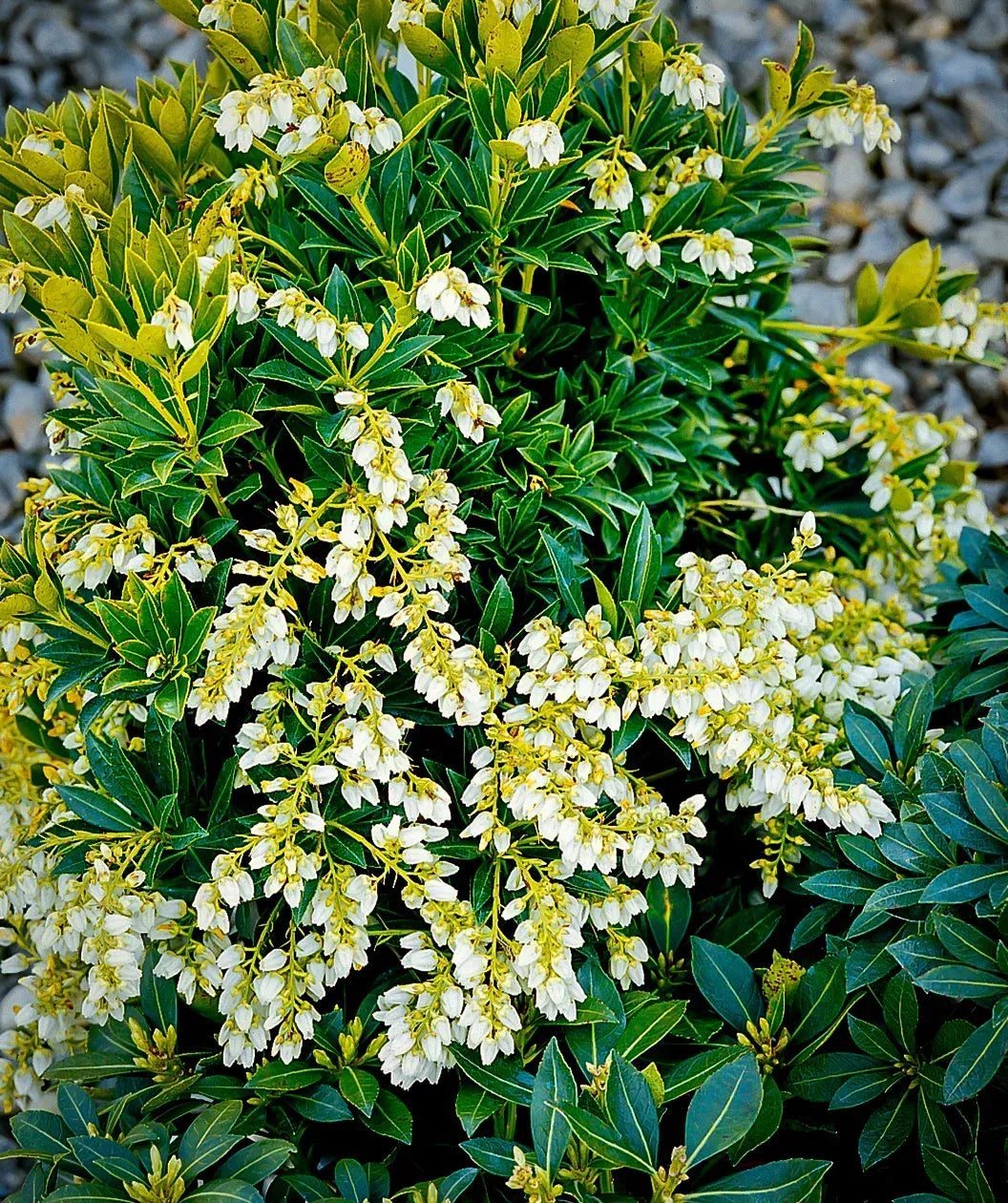 Pieris Japonica Cavatine - View 2 from www redcrocus com
