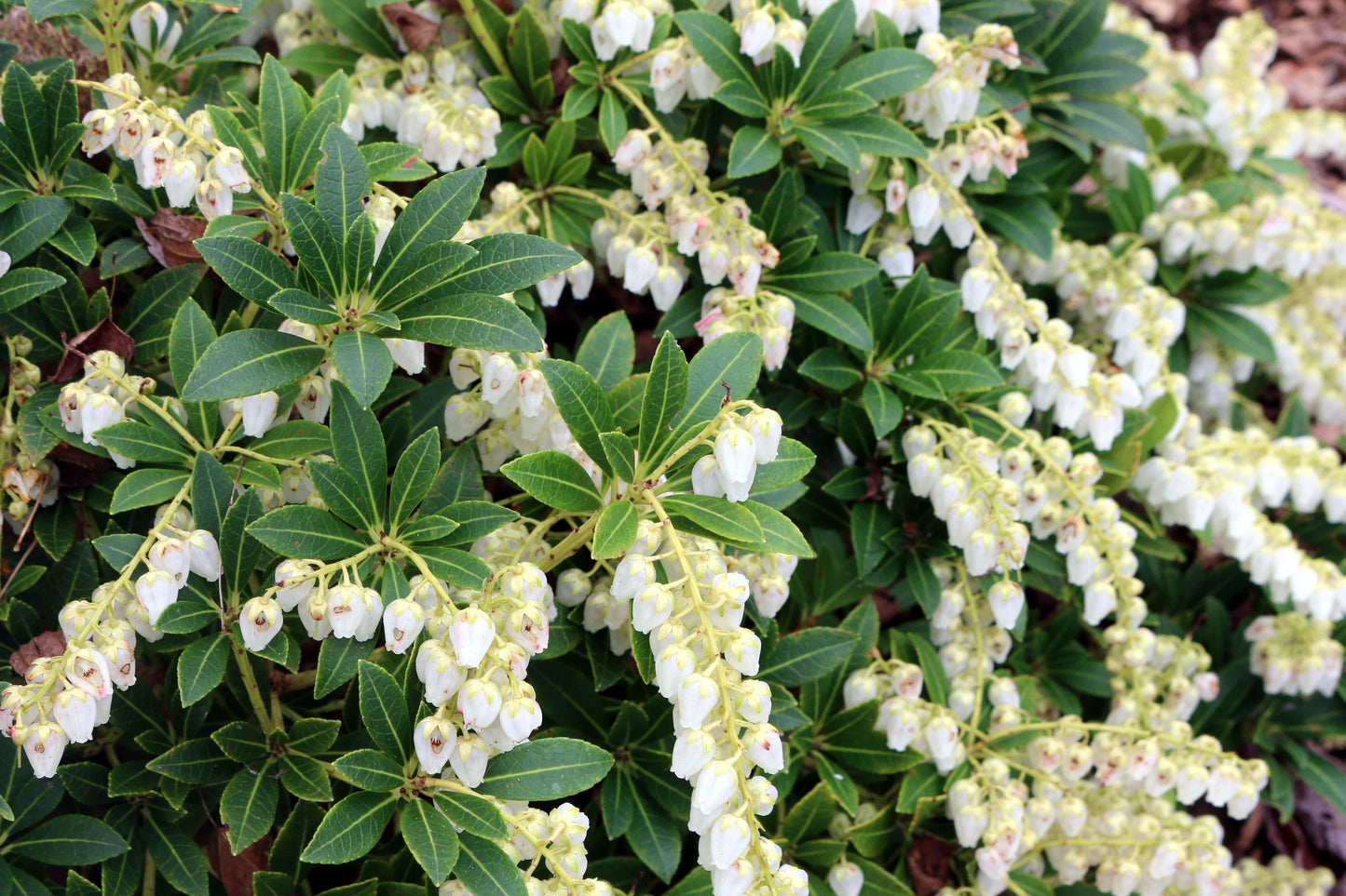 Pieris Japonica Cavatine - View 3 from www redcrocus com