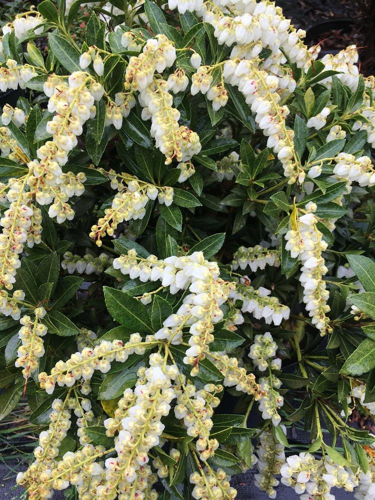 Pieris Japonica Cavatine - View 4 from www redcrocus com