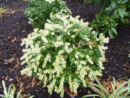 Pieris Japonica Cavatine - View 5 from www redcrocus com