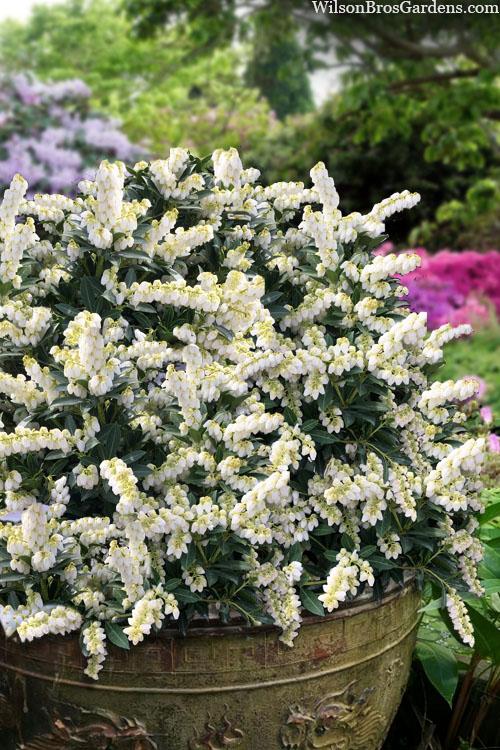 Pieris Japonica Cavatine - View 8 from www redcrocus com