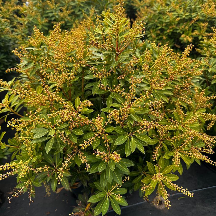 Pieris Japonica Cavatine - View 9 from www redcrocus com