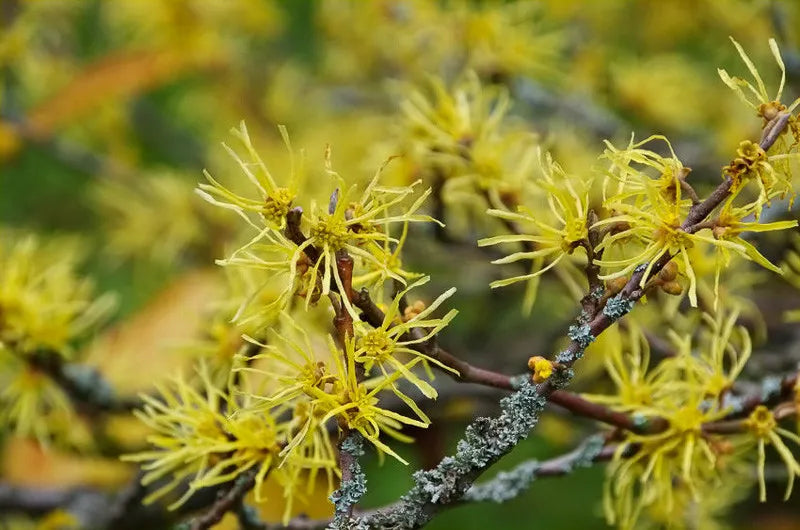 Hamamelis Virginiana - View 2 from www redcrocus com