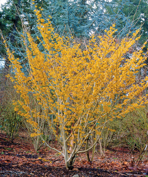 Hamamelis Virginiana - View 8 from www redcrocus com