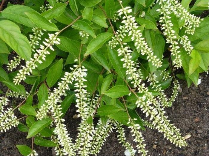 Itea Virginica Henry S Garnet - View 14 from www redcrocus com