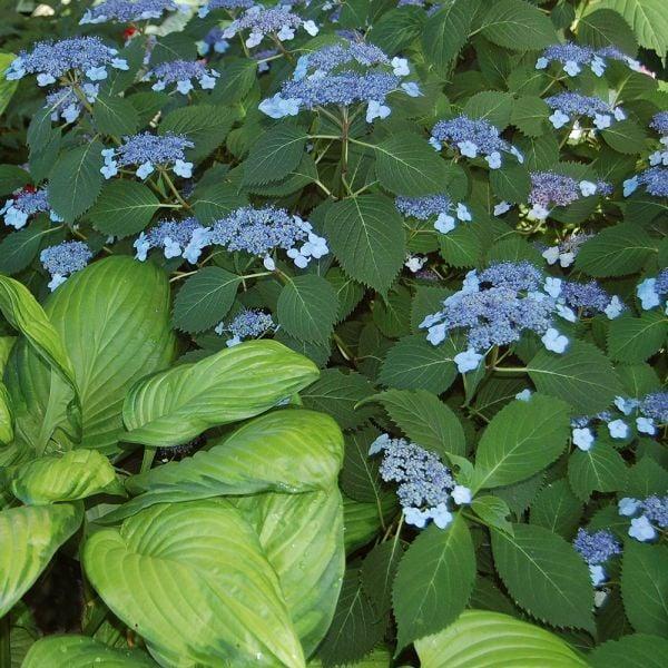 Hydrangea Serrata Blue Billow - View 13 from www redcrocus com