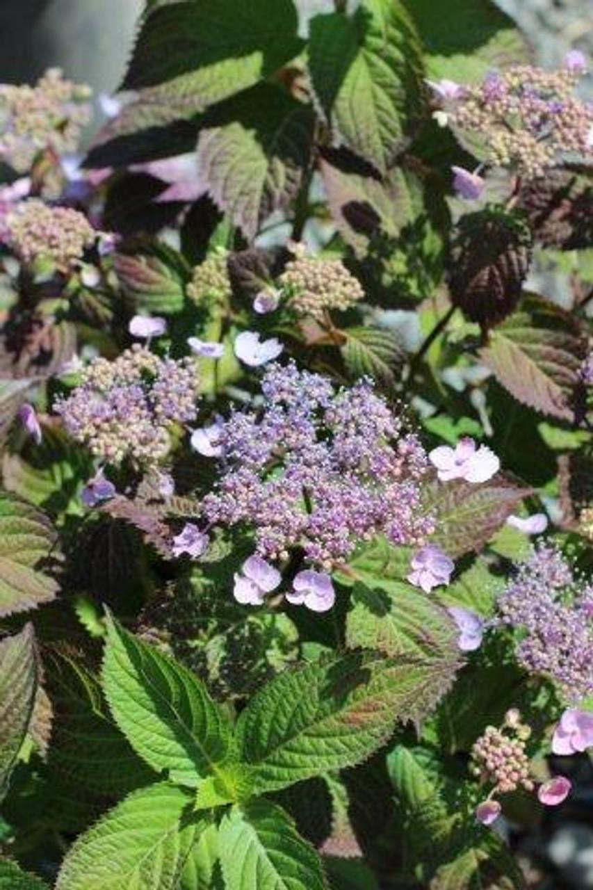 Hydrangea Serrata Blue Billow - View 14 from www redcrocus com