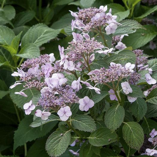 Hydrangea Serrata Blue Billow - View 17 from www redcrocus com