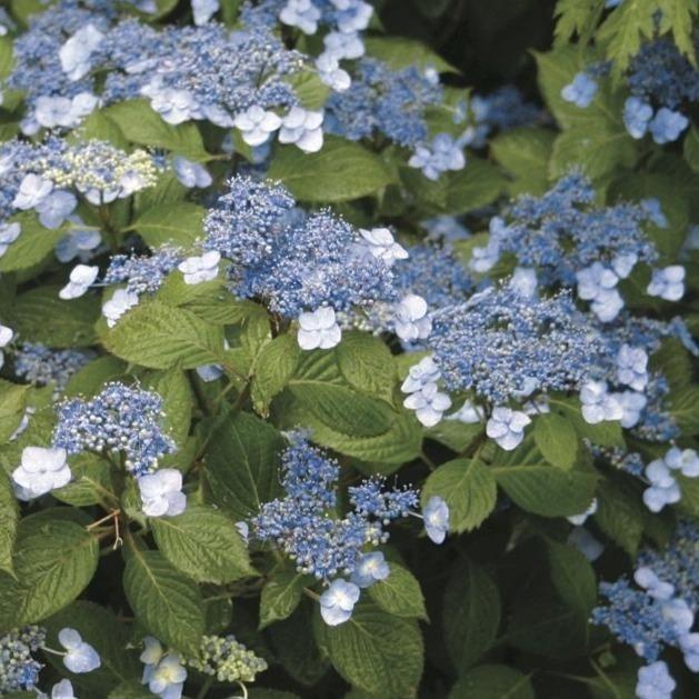 Hydrangea Serrata Blue Billow - View 18 from www redcrocus com
