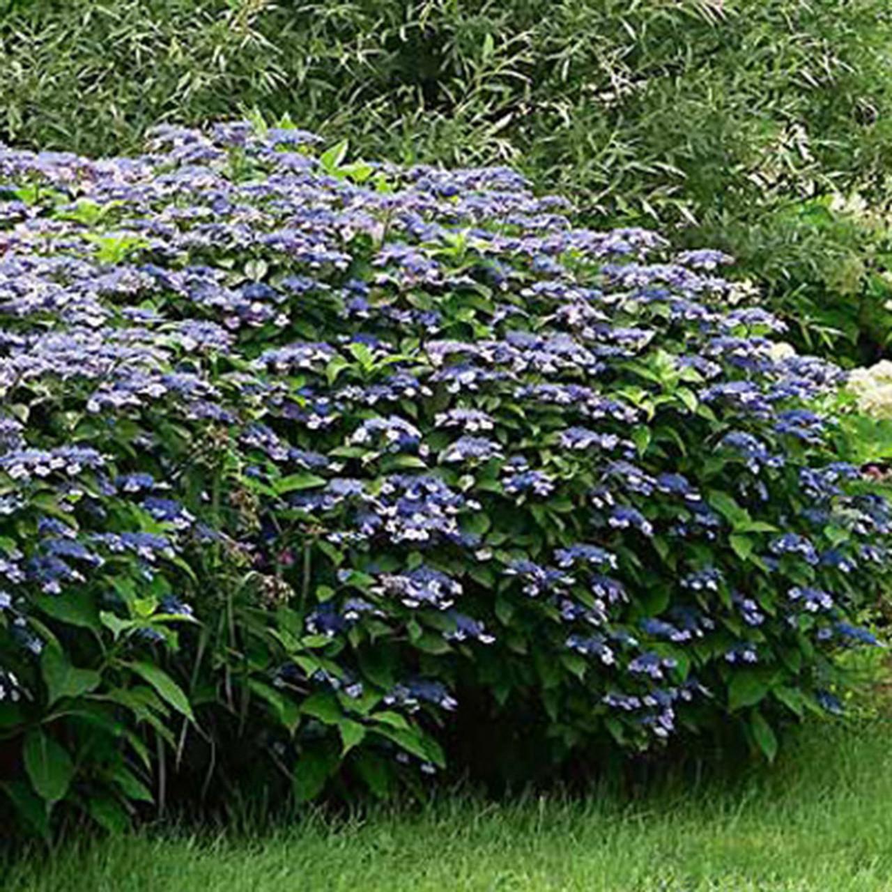 Hydrangea Serrata Blue Billow - View 2 from www redcrocus com