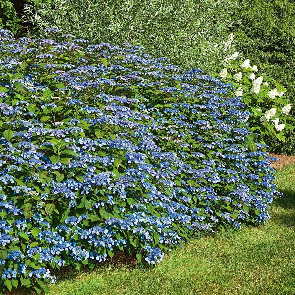 Hydrangea Serrata Blue Billow - View 3 from www redcrocus com