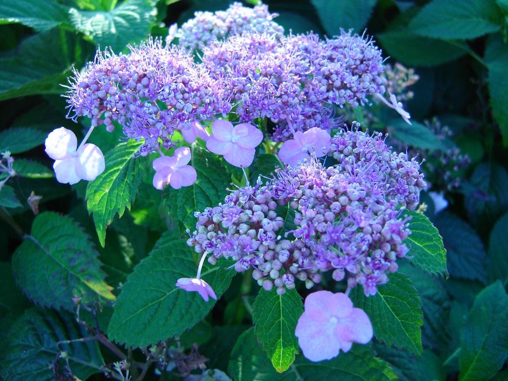 Hydrangea Serrata Blue Billow - View 5 from www redcrocus com