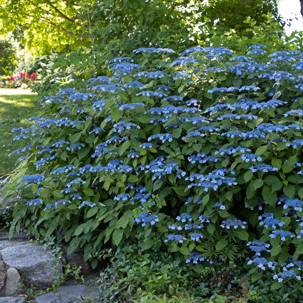 Hydrangea Serrata Blue Billow - View 7 from www redcrocus com