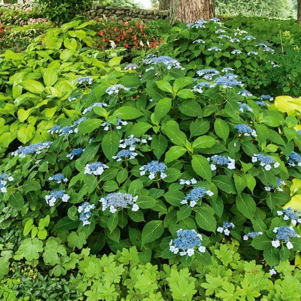 Hydrangea Serrata 'blue Billow' - View 10 from www redcrocus com