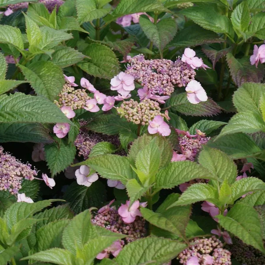 Hydrangea Serrata 'blue Billow' - View 11 from www redcrocus com