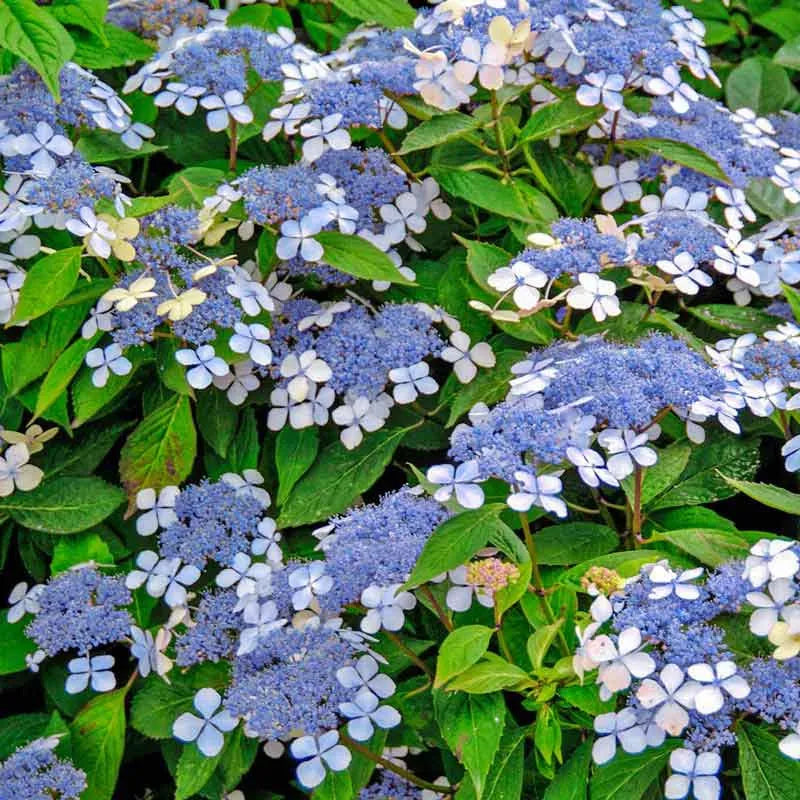 Hydrangea Serrata 'blue Billow' - View 13 from www redcrocus com
