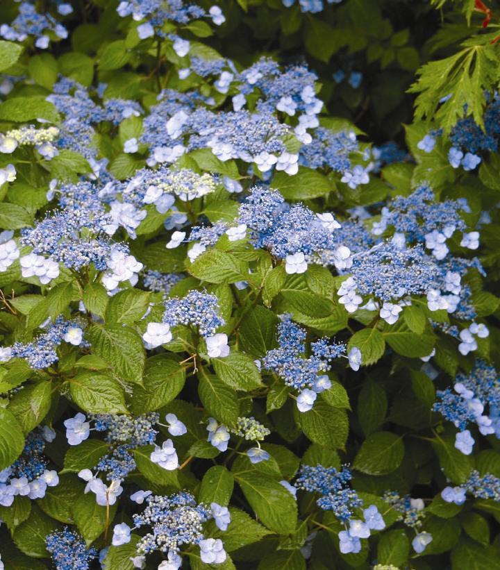 Hydrangea Serrata 'blue Billow' - View 14 from www redcrocus com