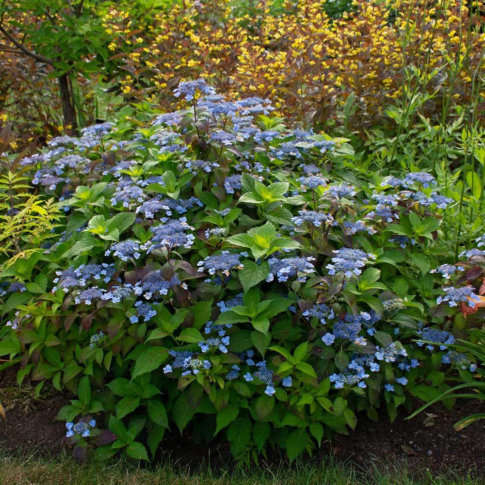 Hydrangea Serrata 'blue Billow' - View 17 from www redcrocus com