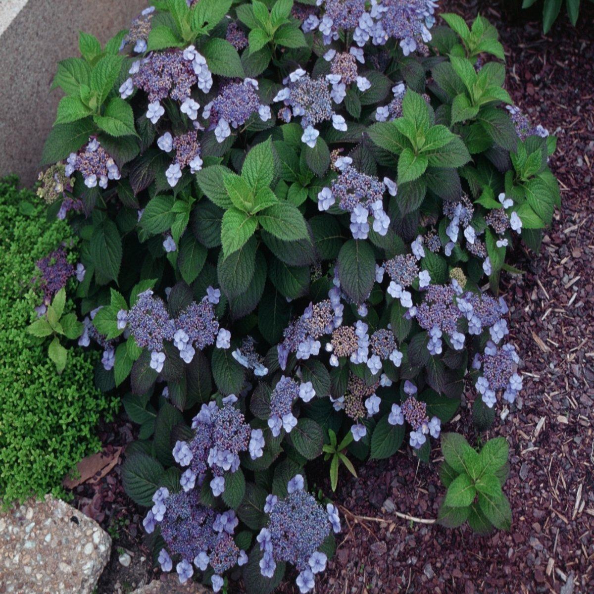Hydrangea Serrata 'blue Billow' - View 19 from www redcrocus com