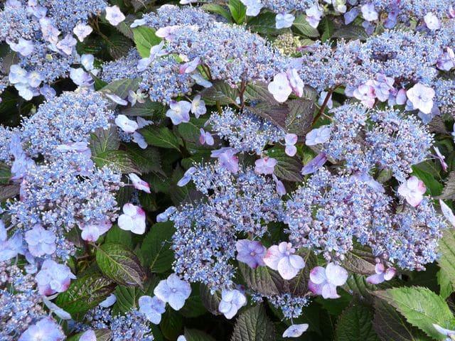 Hydrangea Serrata 'blue Billow' - View 3 from www redcrocus com