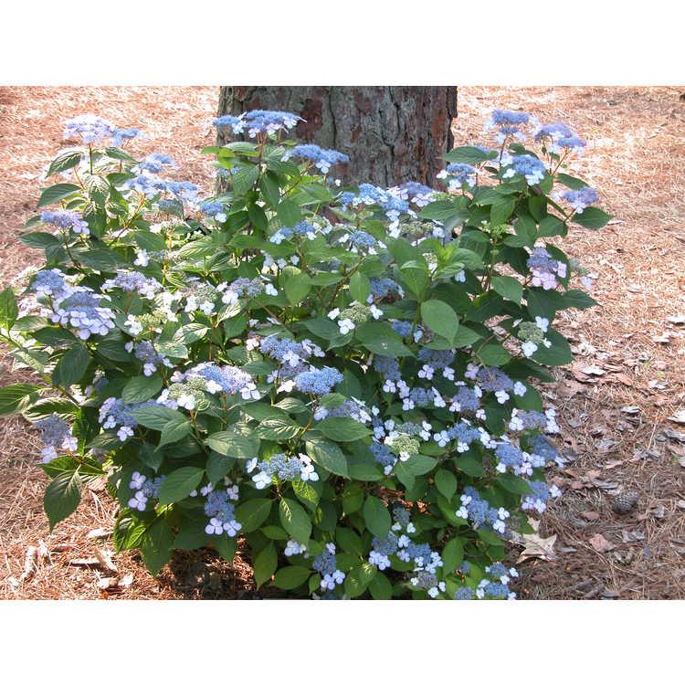 Hydrangea Serrata 'blue Billow' - View 4 from www redcrocus com