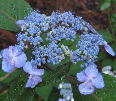 Hydrangea Serrata 'blue Billow' - View 7 from www redcrocus com