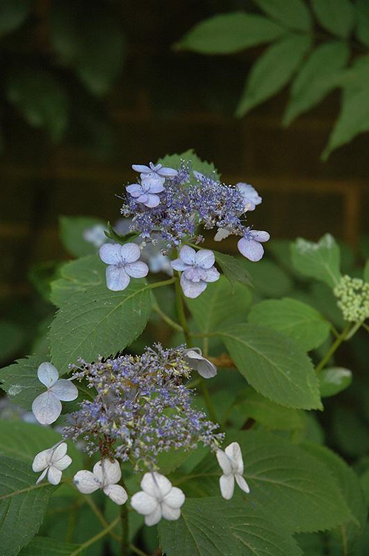 Hydrangea Serrata 'blue Billow' - View 8 from www redcrocus com
