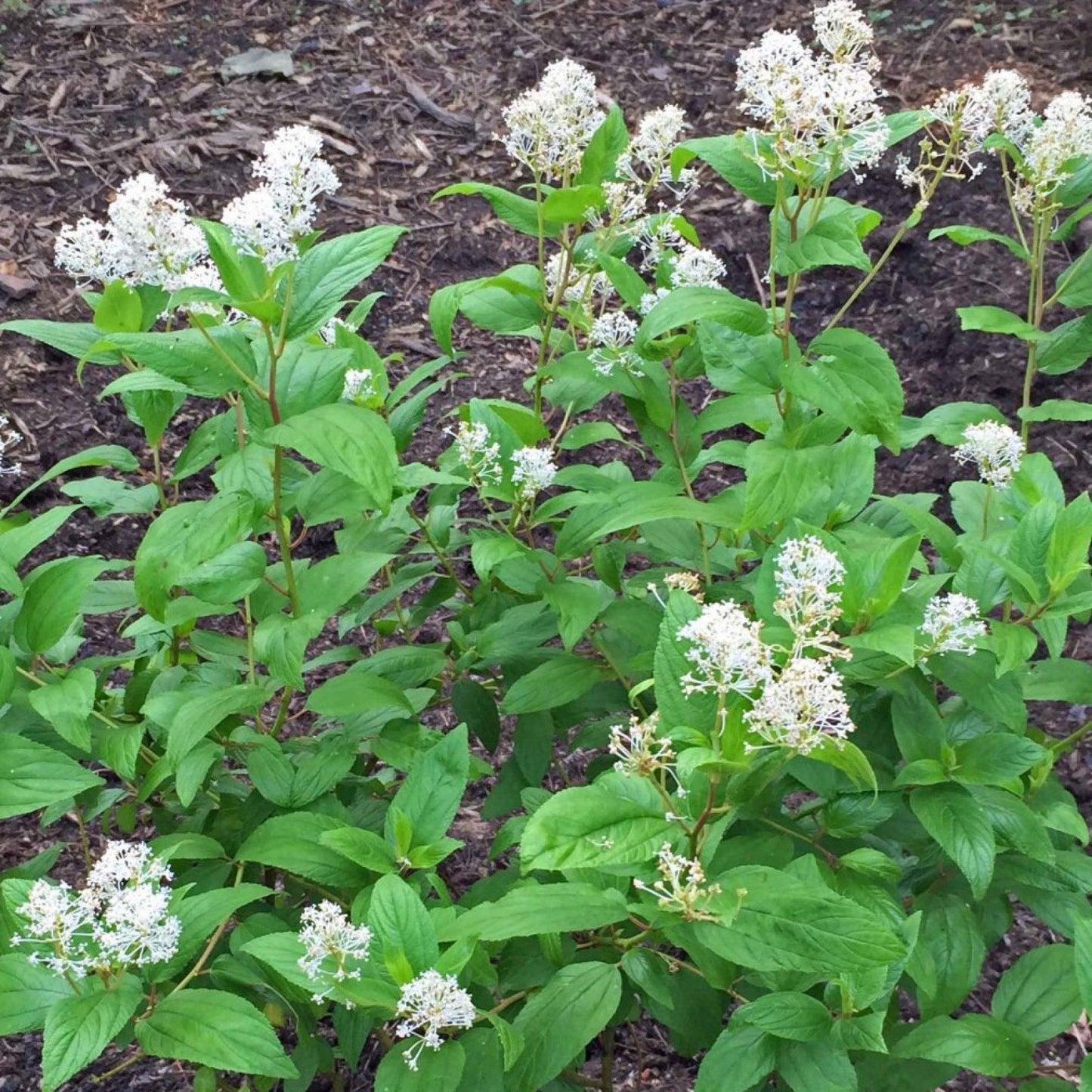 Ceanothus Americanus - View 10 from www redcrocus com