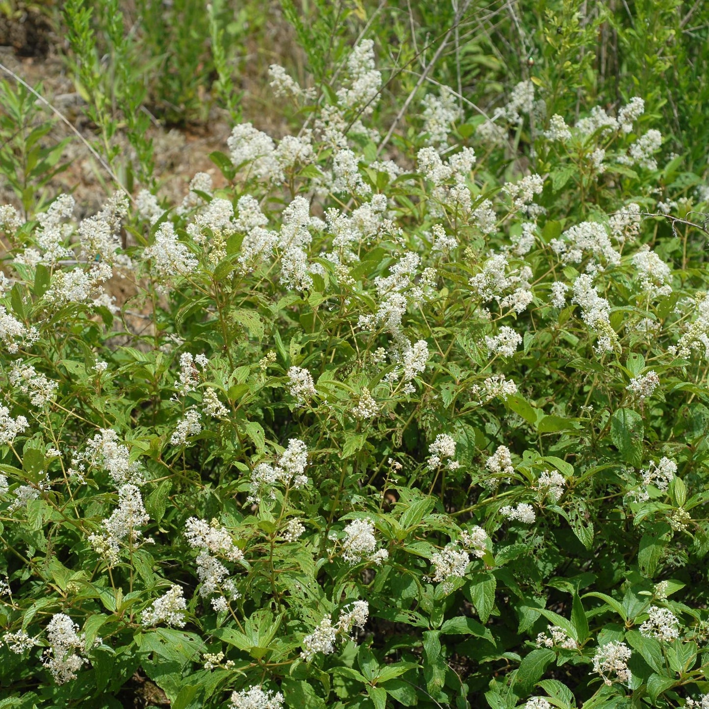Ceanothus Americanus - View 12 from www redcrocus com