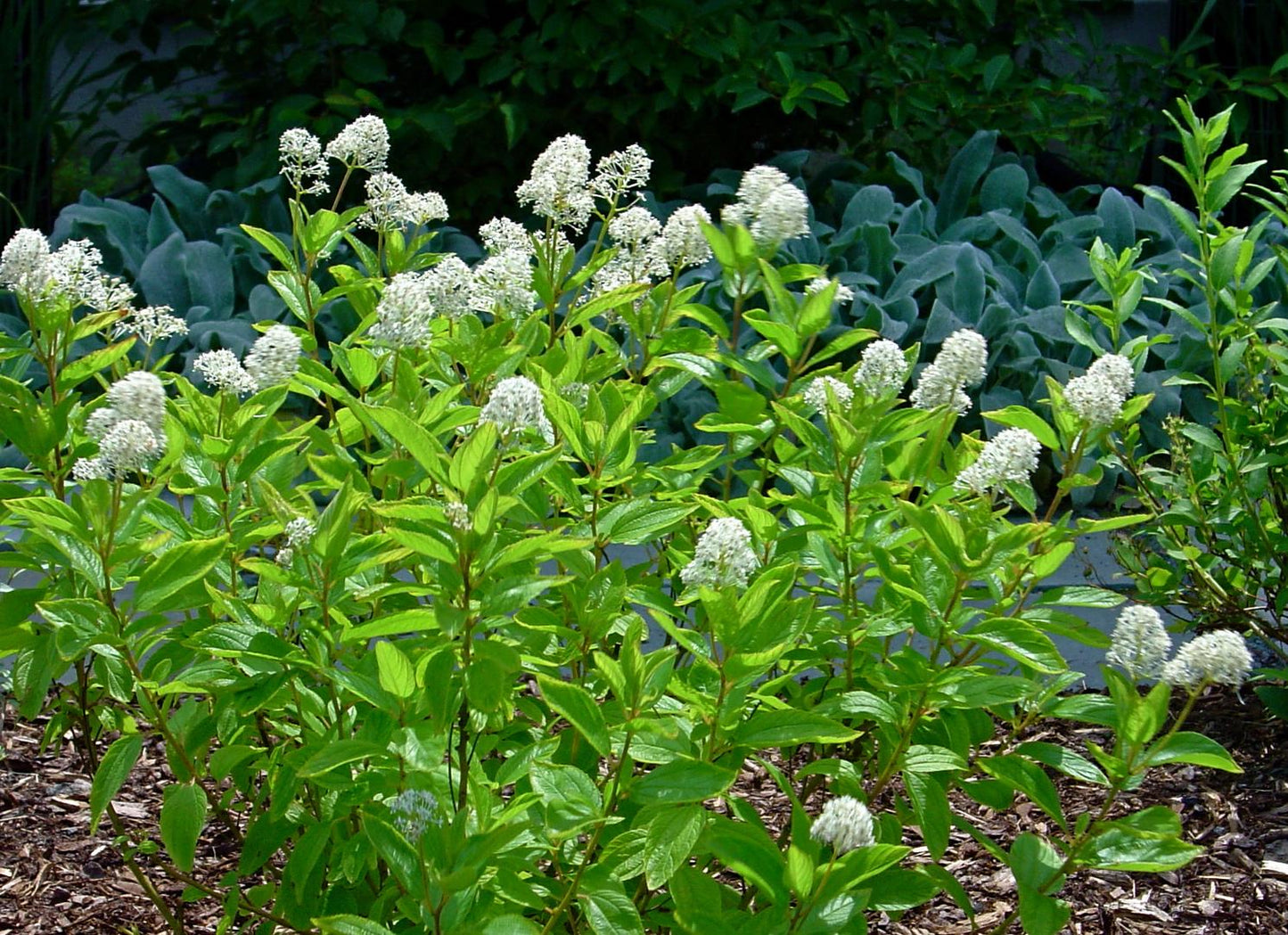 Ceanothus Americanus - View 14 from www redcrocus com