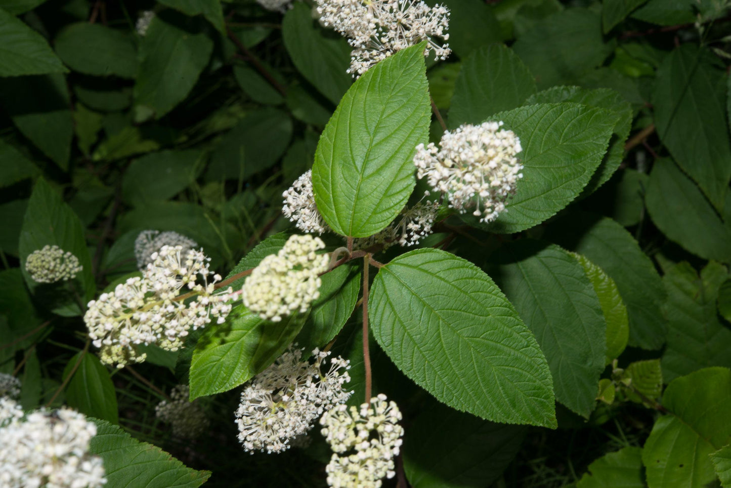 Ceanothus Americanus - View 15 from www redcrocus com