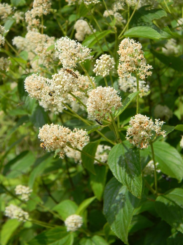 Ceanothus Americanus - View 17 from www redcrocus com