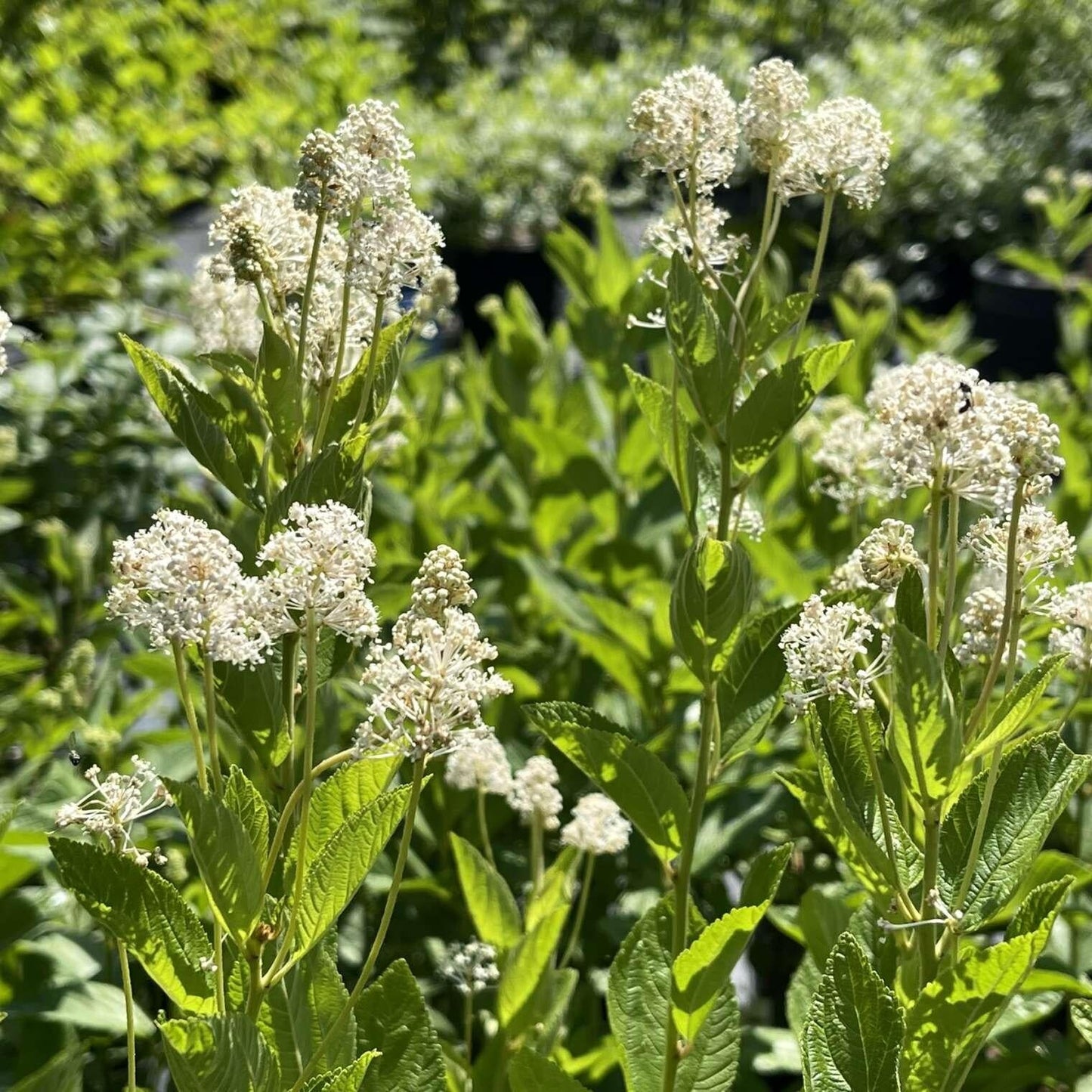 Ceanothus Americanus - View 18 from www redcrocus com