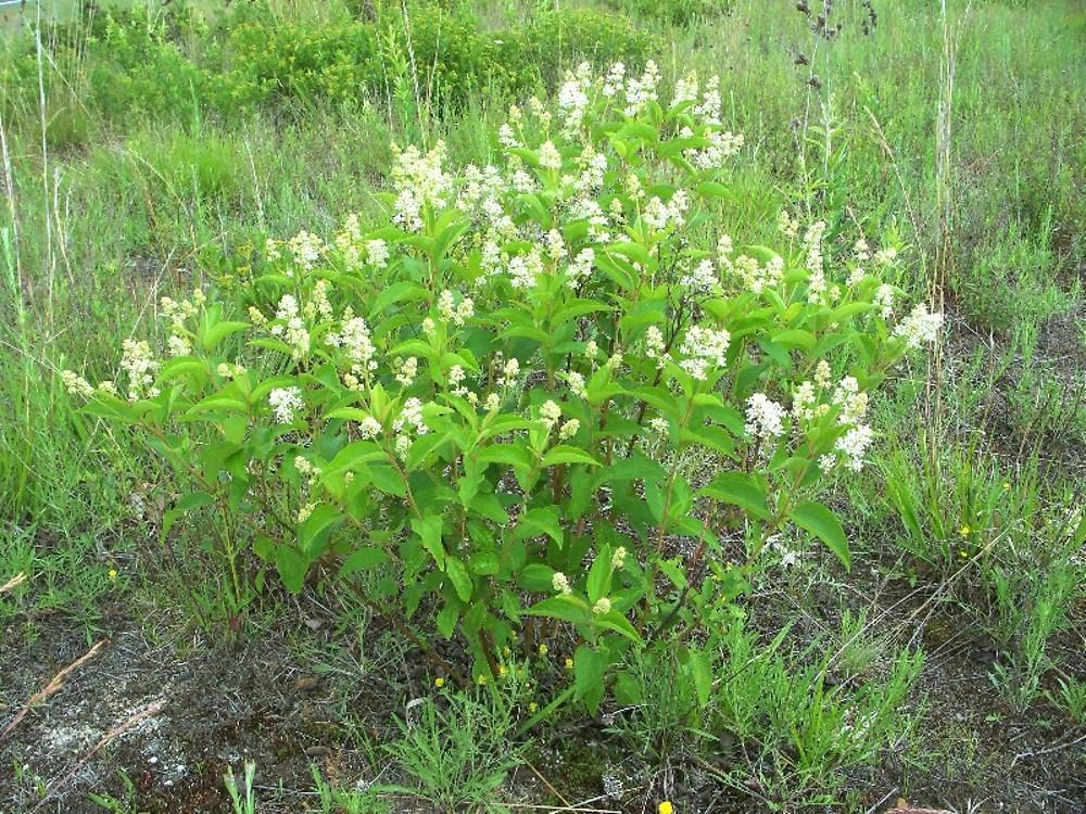 Ceanothus Americanus - View 19 from www redcrocus com