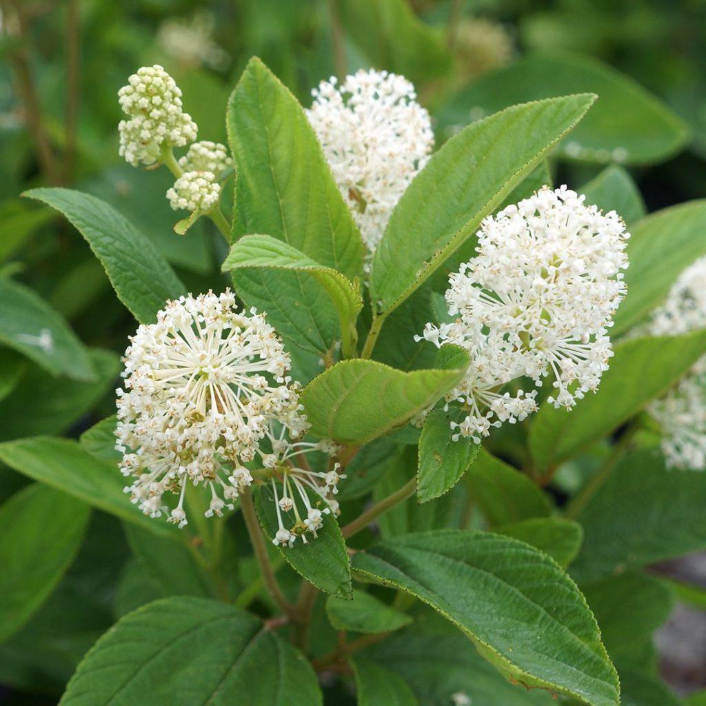 Ceanothus Americanus - View 2 from www redcrocus com