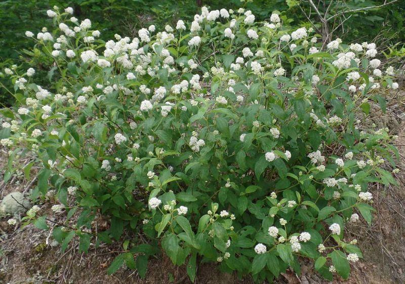 Ceanothus Americanus - View 4 from www redcrocus com