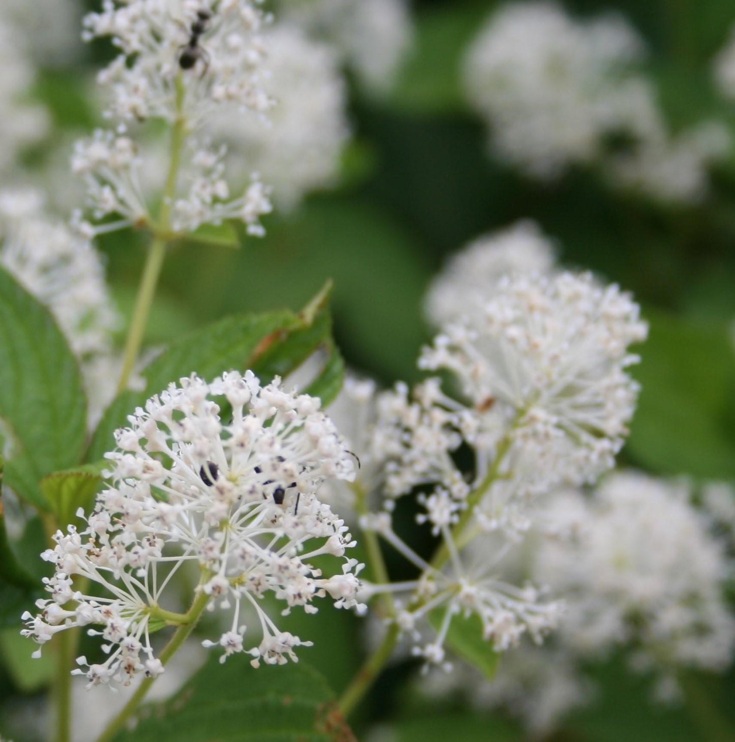 Ceanothus Americanus - View 5 from www redcrocus com
