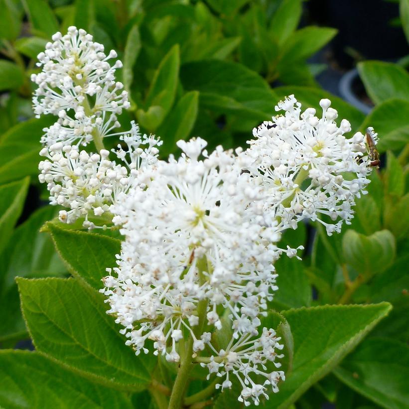 Ceanothus Americanus - View 6 from www redcrocus com