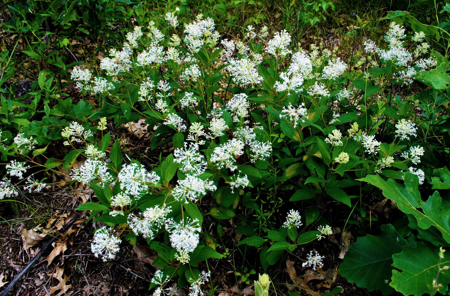 Ceanothus Americanus - View 7 from www redcrocus com