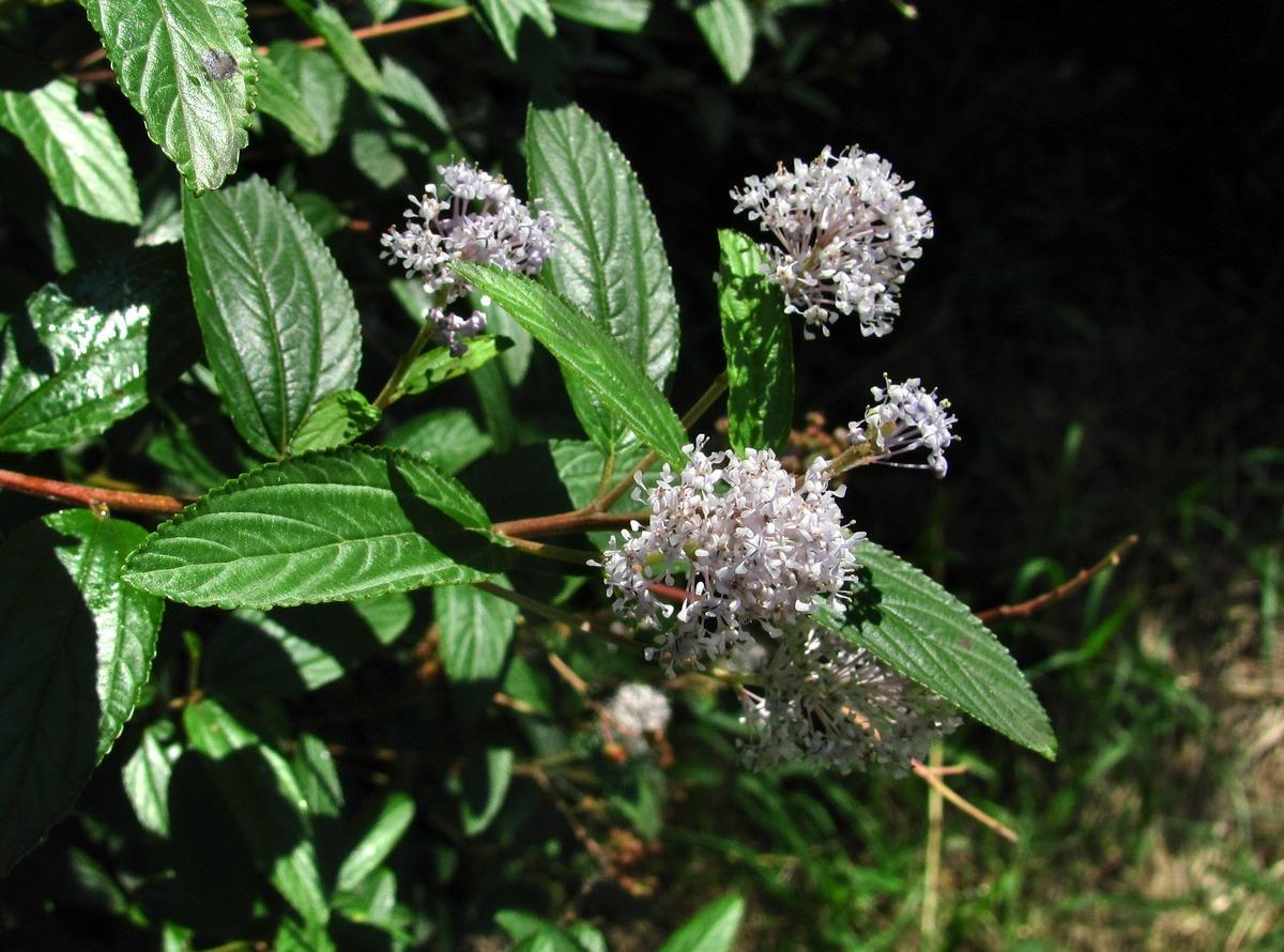 Ceanothus Americanus - View 8 from www redcrocus com