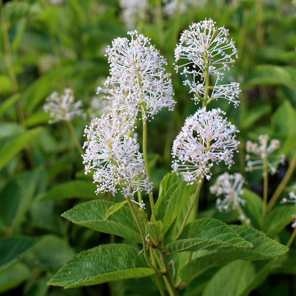 Ceanothus Americanus - View 9 from www redcrocus com