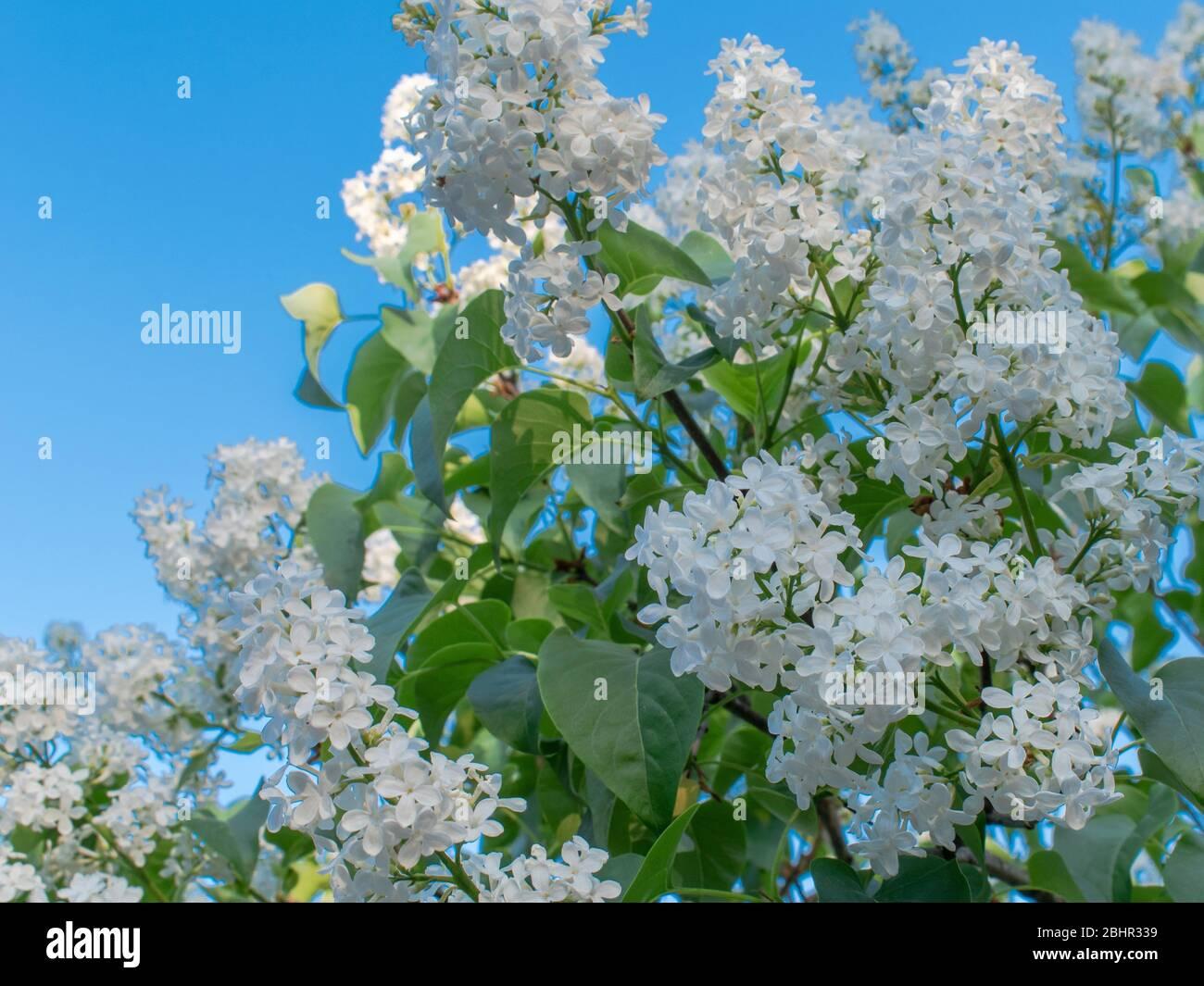 Syringa Vulgaris Alba - View 18 from www redcrocus com
