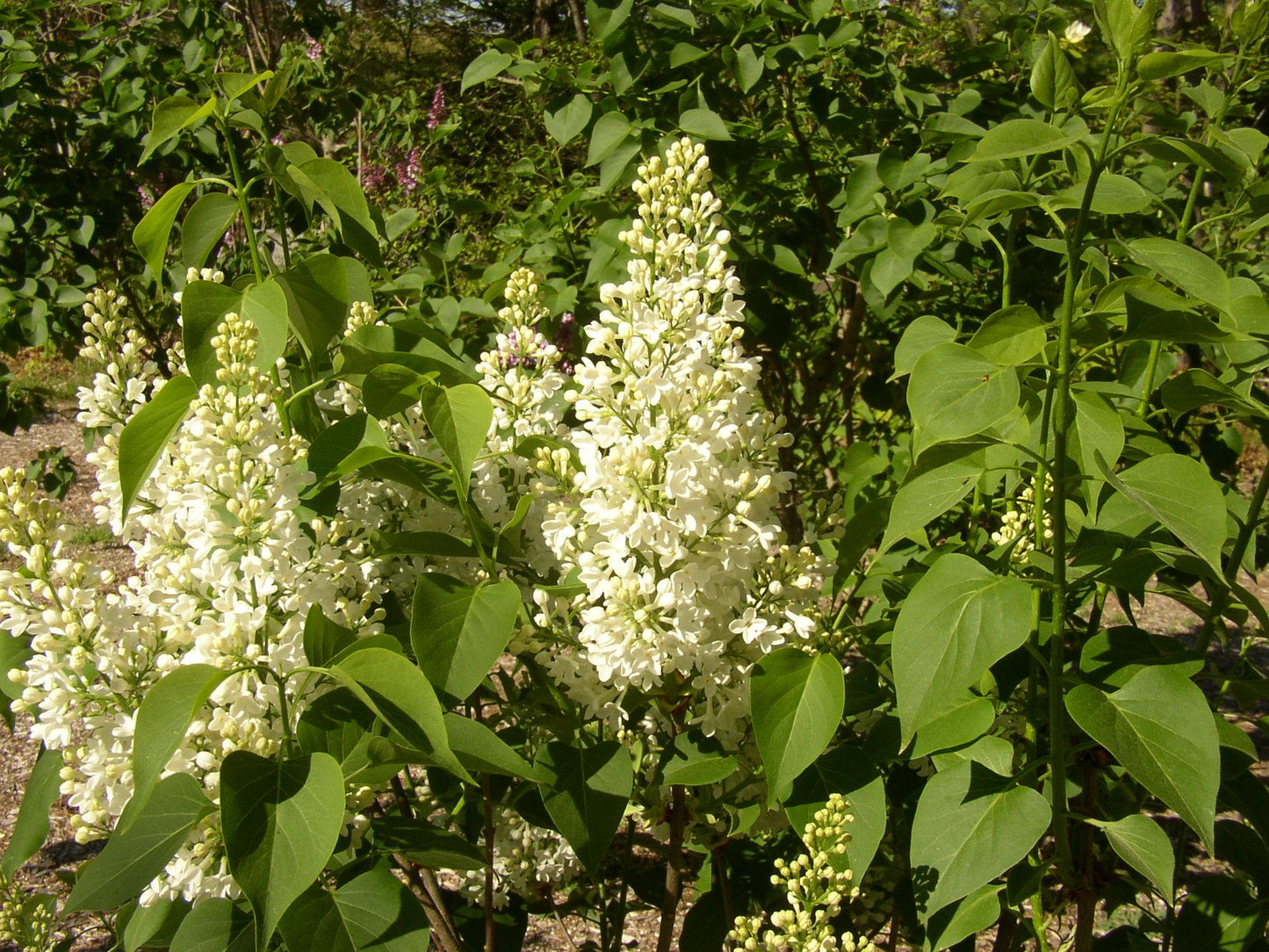Syringa Vulgaris Alba - View 19 from www redcrocus com