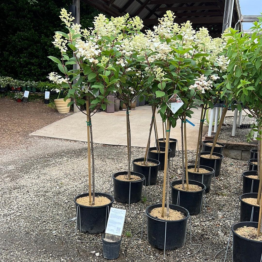Hydrangea Paniculata 'pinky Winky' Tree Form - View 15 from www redcrocus com
