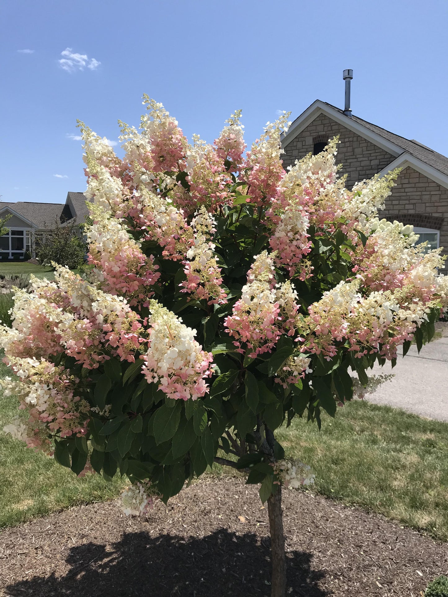 Hydrangea Paniculata 'pinky Winky' Tree Form - View 17 from www redcrocus com