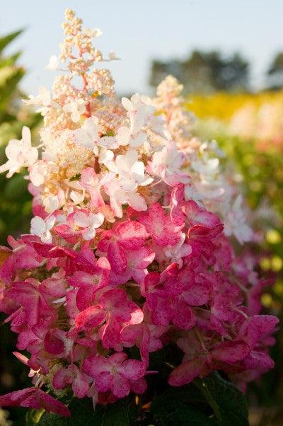 Hydrangea Paniculata 'pinky Winky' Tree Form - View 18 from www redcrocus com
