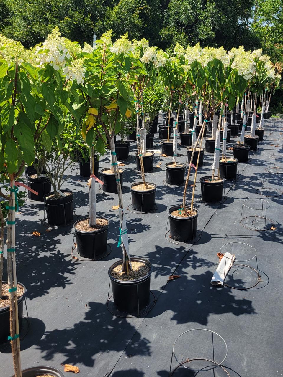 Hydrangea Paniculata 'pinky Winky' Tree Form - View 20 from www redcrocus com