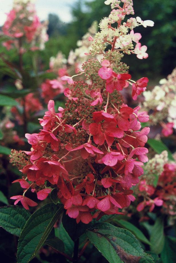 Hydrangea Paniculata 'pinky Winky' Tree Form - View 26 from www redcrocus com