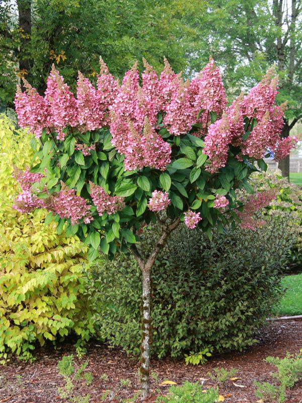Hydrangea Paniculata 'pinky Winky' Tree Form - View 27 from www redcrocus com