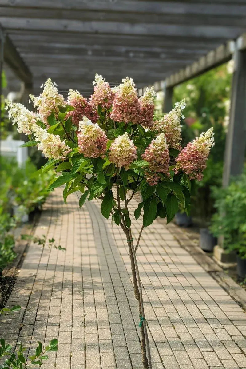 Hydrangea Paniculata 'pinky Winky' Tree Form - View 30 from www redcrocus com